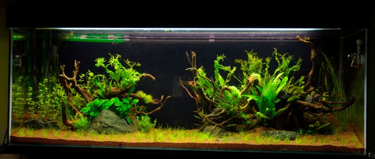Nature TK