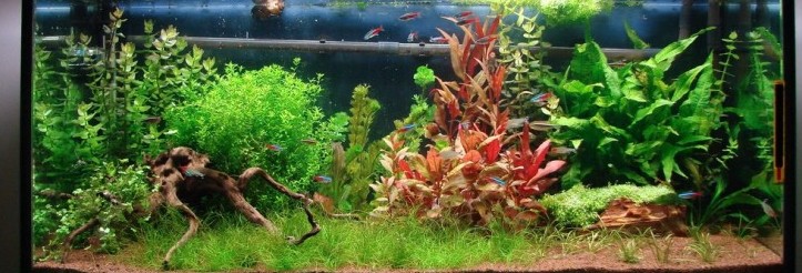 Jardin tranquille