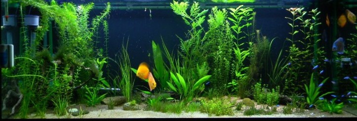 danyboy 450l