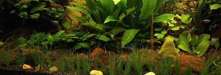 Okrasné akvarium