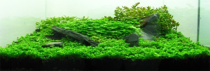 DSM pokus 30L