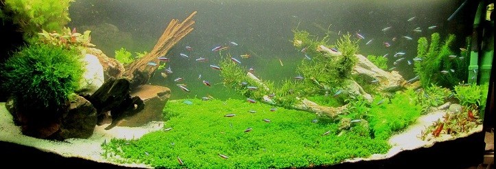 450 L Hemianthus callitrichoides mi Kelutral