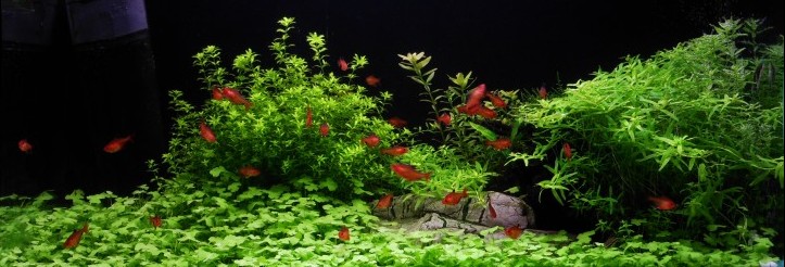 Plant lab