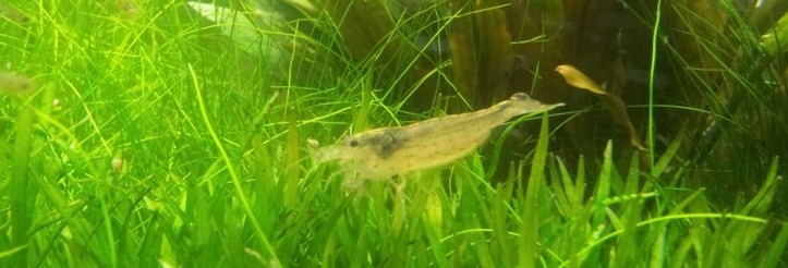 Diversa nanoLed