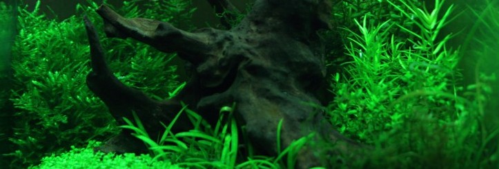 The mysterious root