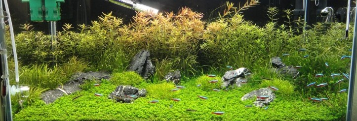 LFS iwagumi