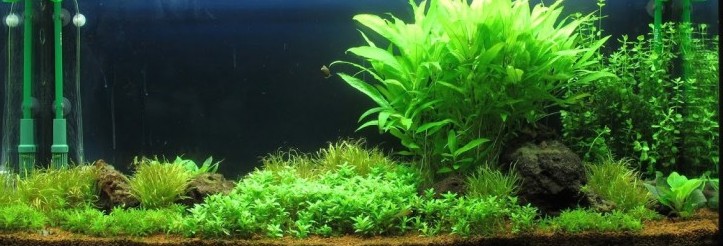 Miso 240l
