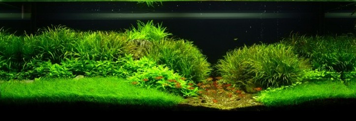 LaXova 120tka