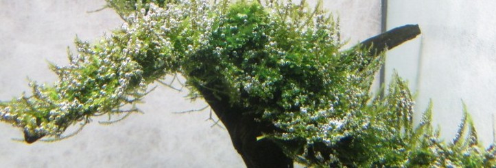 tree on rock