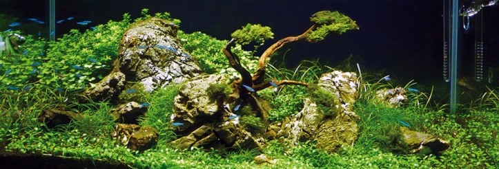 old pine