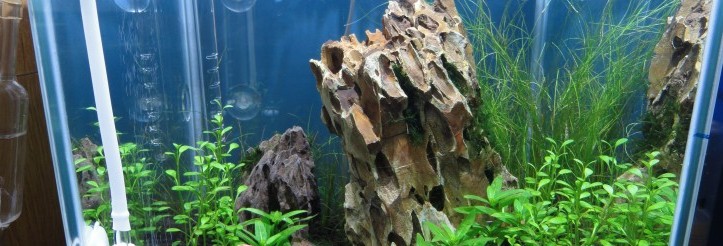 Dragon Rock