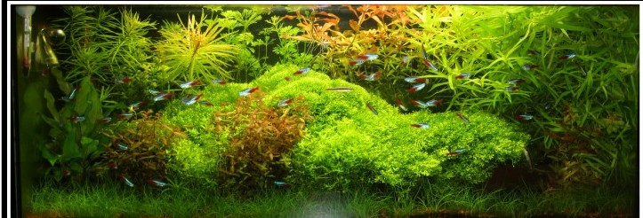 Aqua Flowers