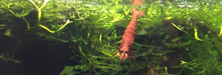 Nano Cube 10L