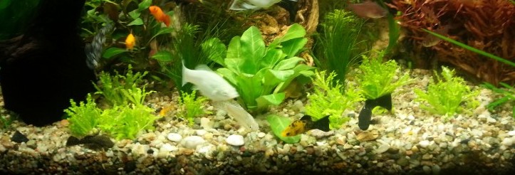 spoločenske akvarium
