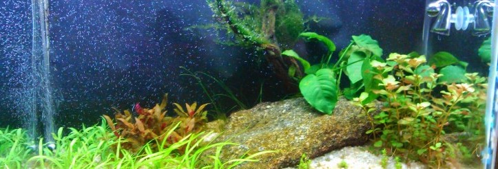 Rostlinné akvárium 130l