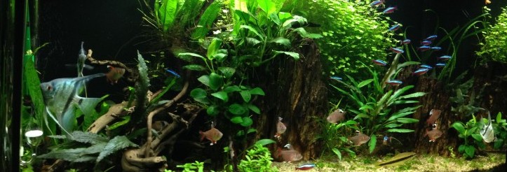 Plant cove 126L
