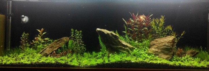 Layout 4