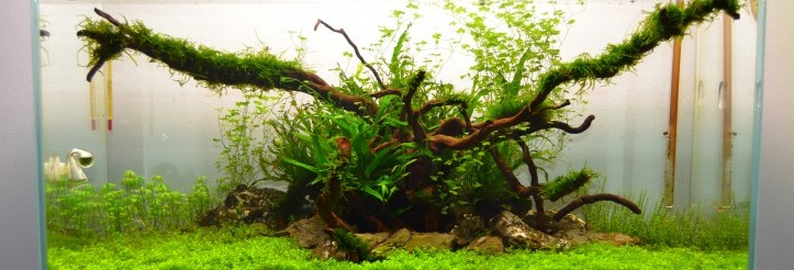 HArmony 80P