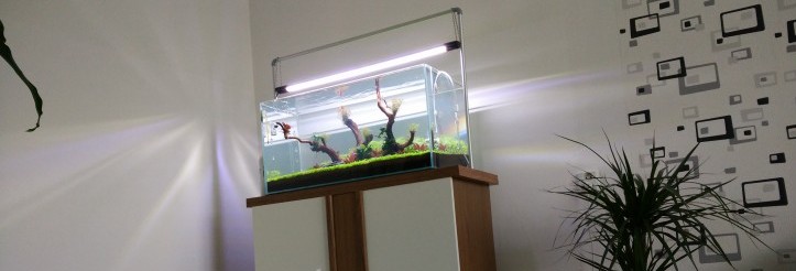 Můj první Aquascaping