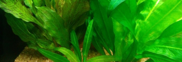 bonaqua1
