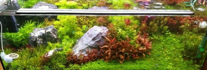 Underwater Meadow
