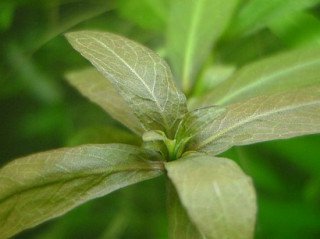 Hygrophila polysperma
