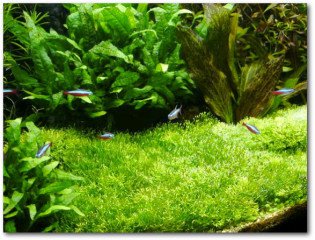 Riccia fluitans