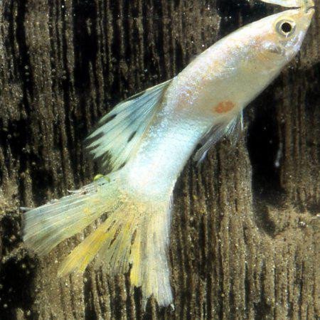 paraziti akvarijnich ryb ceai curatarea colonului fares prospect