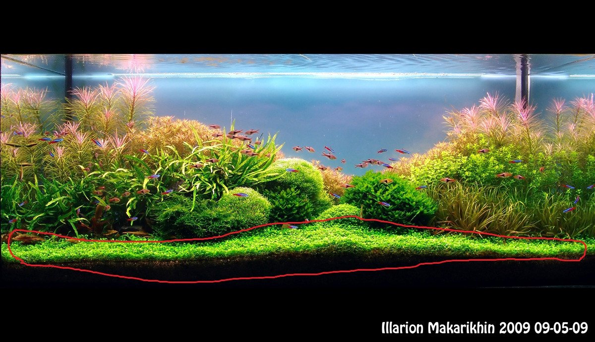 микрофлора аквариума. аквариумные растения растущие над водой. водоросли в морском аквариуме. микрофлора аквариума. микрофлора аквариума.