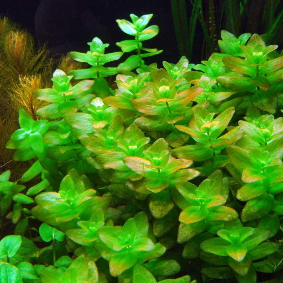 bacopa amplexicaulis aquarium