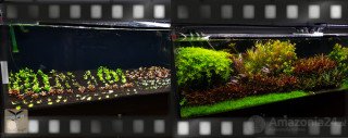 Jak hnojit v akváriu založeném na substrátu Platinum Soil
