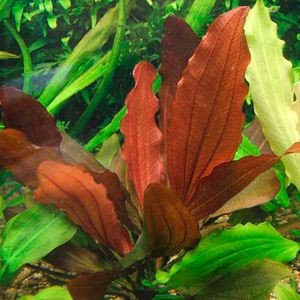 Echinodorus Indian red | INVITAL Rostlinna-akvaria.cz