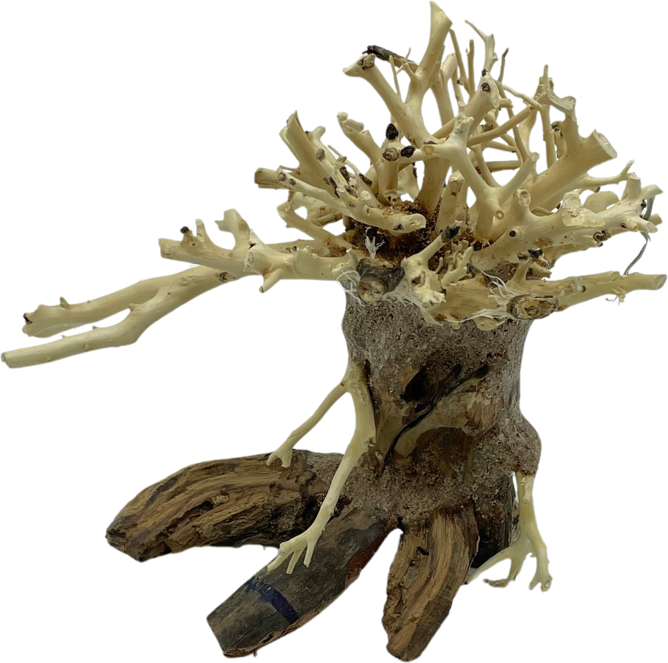 Bonsai Driftwood 15 x 10 x 13 cm No.13