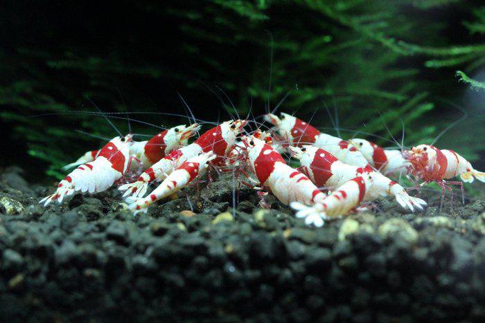 Akvarijní krevetky Akvarijní krevetky