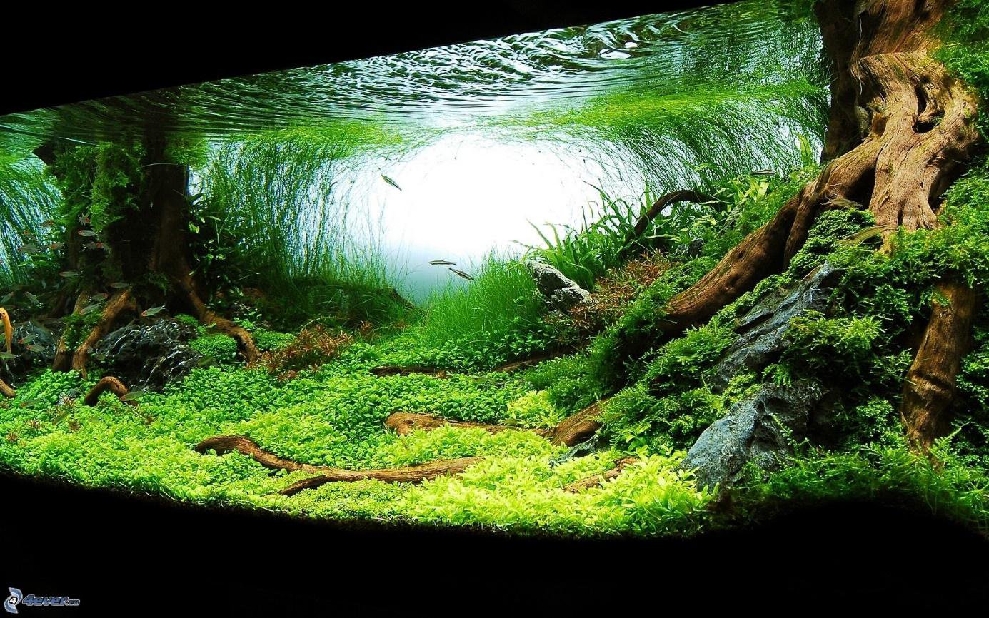 Aquascaping akvarium Aquascaping akvarium