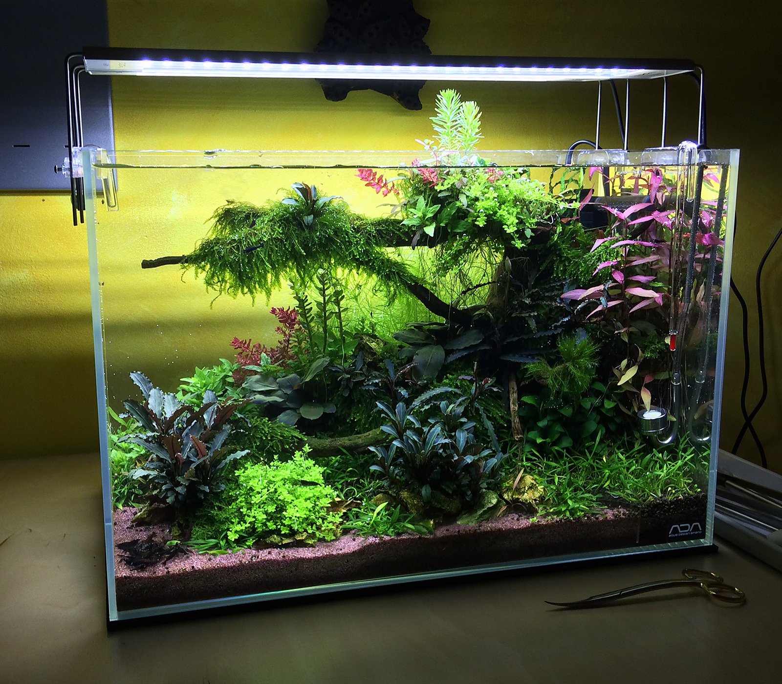 Rostlinné / přířodní akvárium Rostlinné / přířodní akvárium