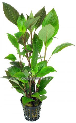 akvarijní rostliny akvarijní rostliny