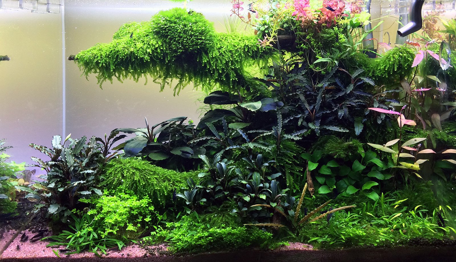 Aquascaping akvárium Aquascaping akvárium