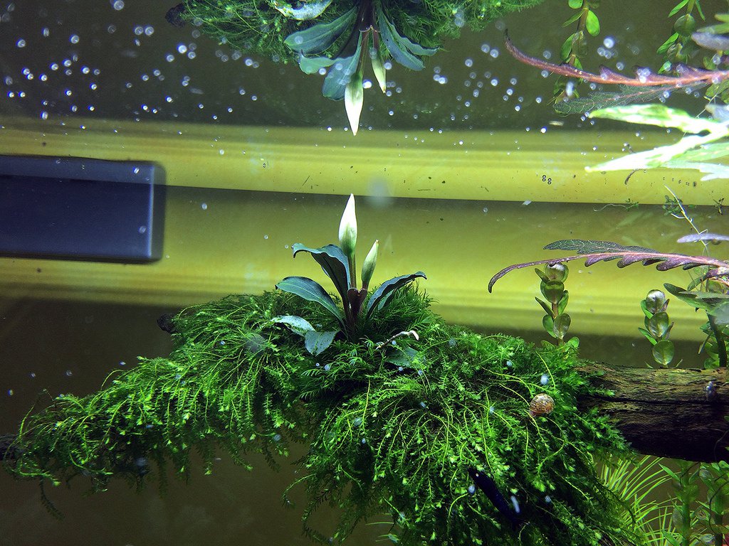Akvarijní mech Akvarijní mech