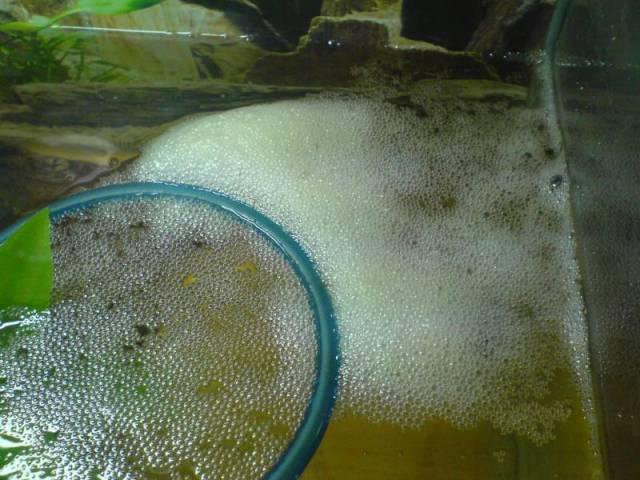 Betta Tetra bojovnice pestrá hnízdo Betta Tetra bojovnice pestrá hnízdo