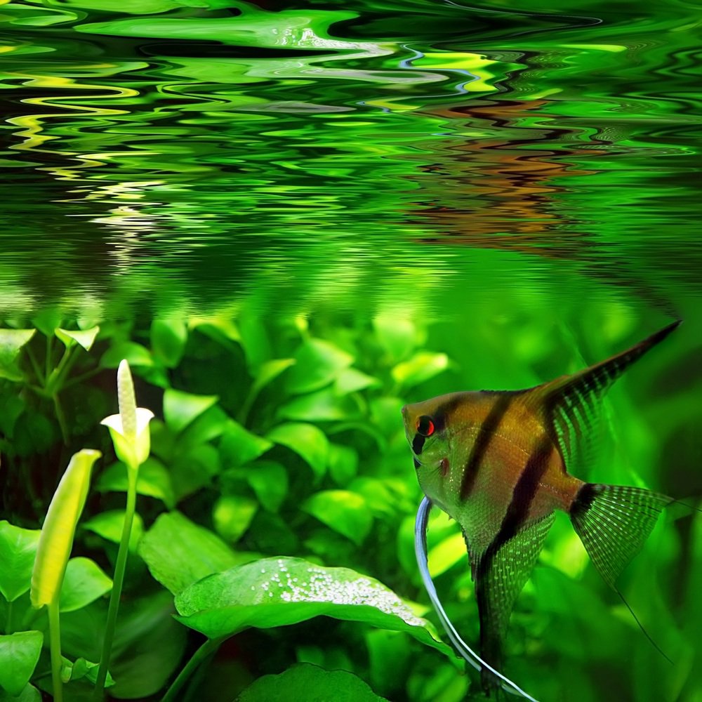 skalára amazonská skalára amazonská