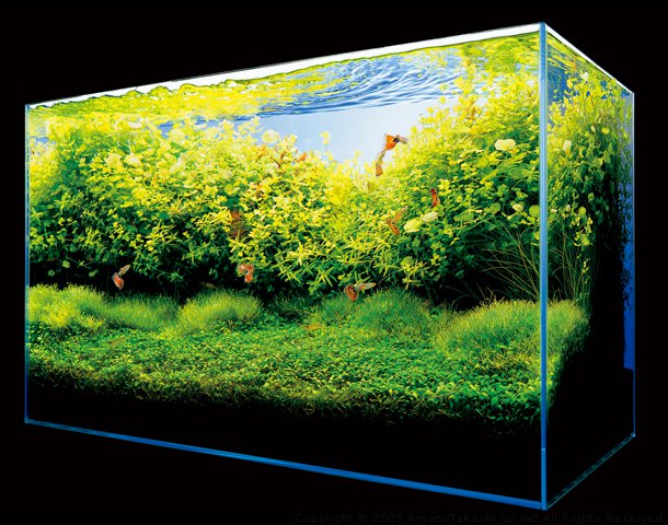 nature aquarium nature aquarium