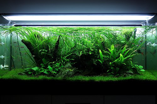nature aquarium 2 nature aquarium 2