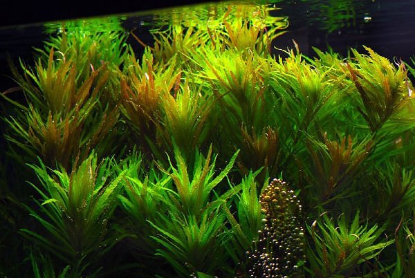 limnophila aromatica limnophila aromatica