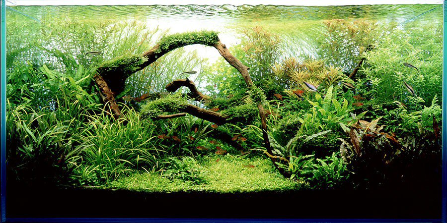 nature aquarium nature aquarium