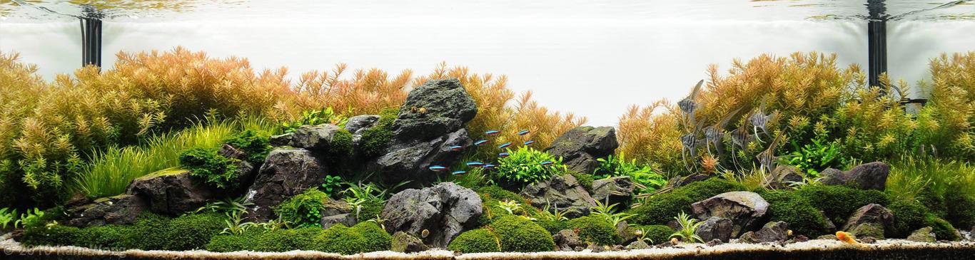 nature aquarium nature aquarium