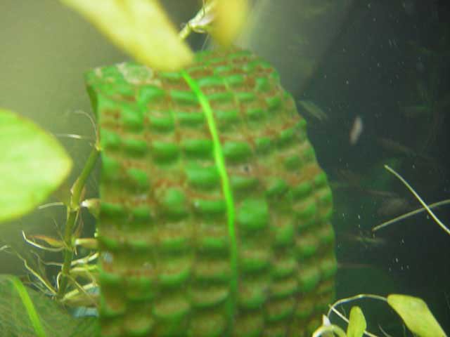 diatoms 2 diatoms 2