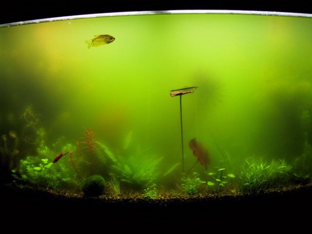 green water 2 green water 2