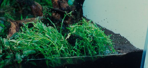 rotala sp. green rotala sp. green