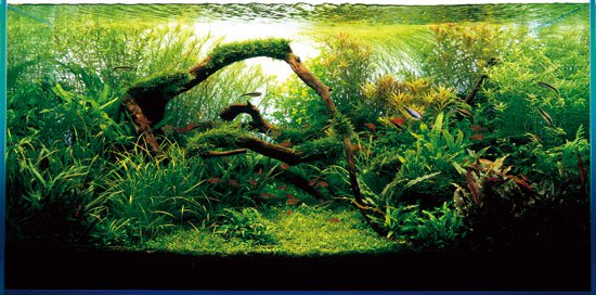 prirodni akvarium prirodni akvarium